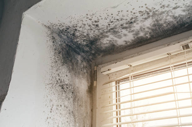 Affordable Mold Inspection And Testing solutions in Harrison, NJ